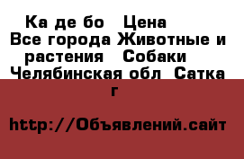 Ка де бо › Цена ­ 25 - Все города Животные и растения » Собаки   . Челябинская обл.,Сатка г.